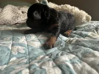 AKC sidekick, a male Poodle - Toy  for sale in Everton, MO – 1 of 2