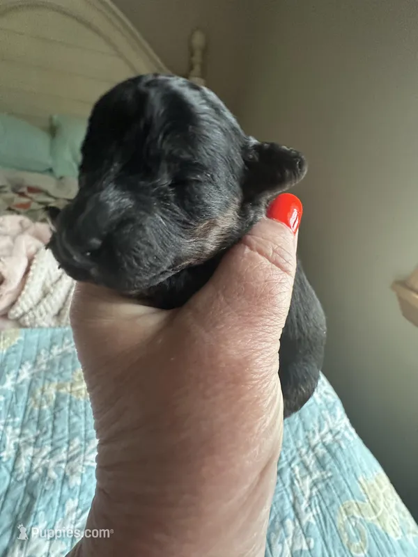 AKC tiny Teddy, a male Poodle - Toy  for sale in Everton, MO – 1 of 3