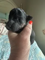 AKC tiny Teddy, a male Poodle - Toy  for sale in Everton, MO – 1 of 3