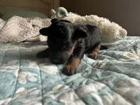 AKC sidekick, a male Poodle - Toy  for sale in Everton, MO – 2 of 2