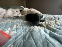 AKC tiny Teddy, a male Poodle - Toy  for sale in Everton, MO – 2 of 3