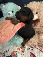 Akc Jerome, a male Poodle - Toy  for sale in Everton, MO – 2 of 3