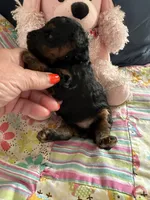 Akc meme , a female Poodle - Toy  for sale in Everton, MO – 3 of 3