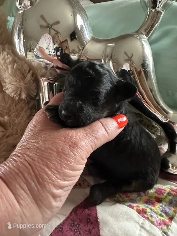 Akc cricket, a female Poodle - Toy  for sale in Everton, MO – 1 of 4