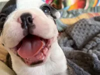 Loki, a male Boston Terrier for sale in Highland, CA – 3 of 7