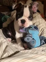 Loki, a male Boston Terrier for sale in Highland, CA – 7 of 7