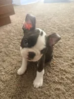 Loki, a male Boston Terrier for sale in Highland, CA – 5 of 7