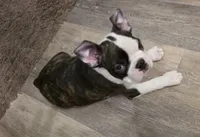Loki, a male Boston Terrier for sale in Highland, CA – 2 of 7