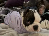 Loki, a male Boston Terrier for sale in Highland, CA – 6 of 7