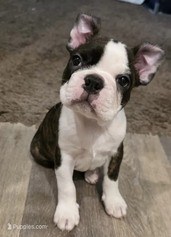 Loki – Boston Terrier puppy for sale in Highland, CA