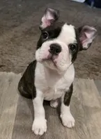 Loki, a male Boston Terrier for sale in Highland, CA – 1 of 7