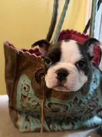 Loki, a male Boston Terrier for sale in Highland, CA – 4 of 7