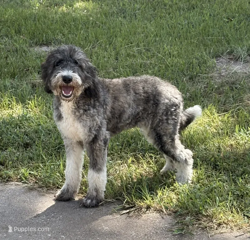 Zoie – Australian Labradoodle puppy for sale in Waco, TX