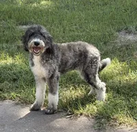 Zoie, a female Australian Labradoodle for sale in Waco, TX – 1 of 3