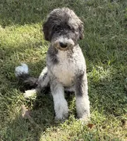 Zoie, a female Australian Labradoodle for sale in Waco, TX – 2 of 3