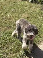 Zoie, a female Australian Labradoodle for sale in Waco, TX – 3 of 3