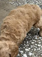 Joe, a male Goldendoodle for sale in Denison, TX – 5 of 9