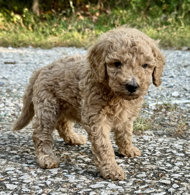 Sue – Goldendoodle puppy for sale in Denison, TX