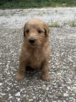 Jax, a male Goldendoodle for sale in Denison, TX – 6 of 8