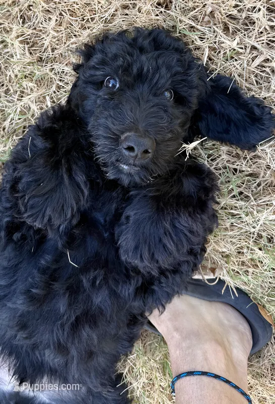 Ace – Goldendoodle puppy for sale in Denison, TX