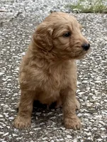 Jax, a male Goldendoodle for sale in Denison, TX – 3 of 8