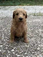 Jax, a male Goldendoodle for sale in Denison, TX – 8 of 8