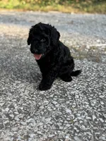 Ace, a male Goldendoodle for sale in Denison, TX – 4 of 4