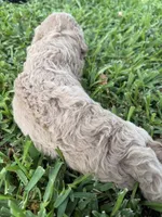 Sue, a female Goldendoodle for sale in Denison, TX – 4 of 4