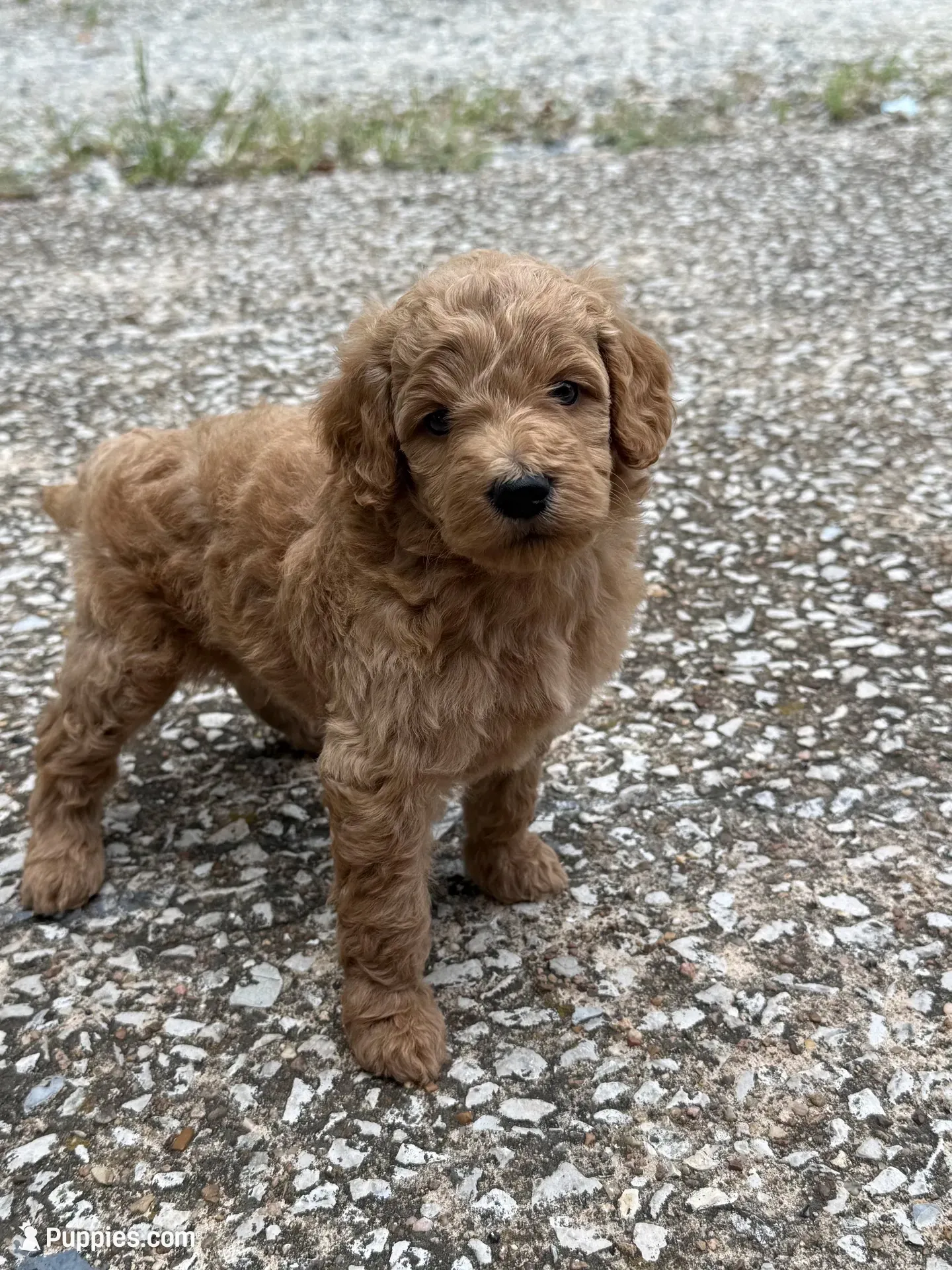 Joe, a male Goldendoodle for sale in Denison, TX – 4 of 9