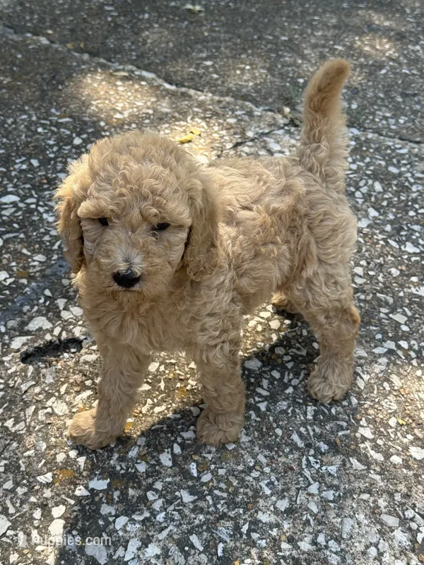 Sue – Goldendoodle puppy for sale in Denison, TX