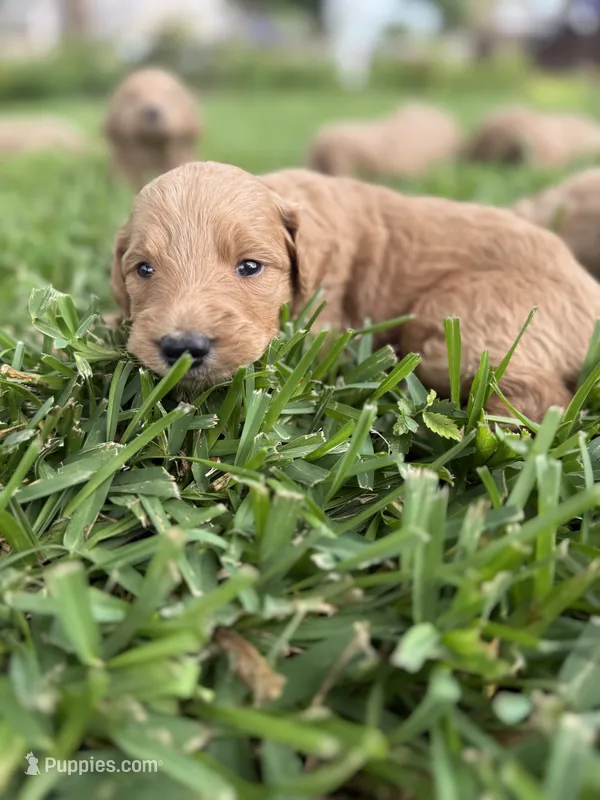 Jay – Goldendoodle puppy for sale in Denison, TX