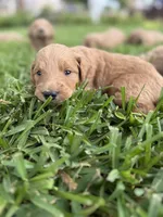 Jay, a male Goldendoodle for sale in Denison, TX – 1 of 5