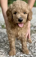 Joe, a male Goldendoodle for sale in Denison, TX – 3 of 9