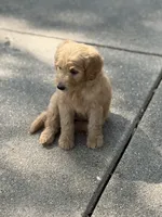 Jake, a male Goldendoodle for sale in Denison, TX – 9 of 10