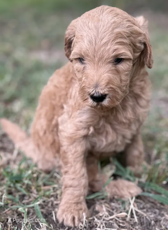 Jay – Goldendoodle puppy for sale in Denison, TX