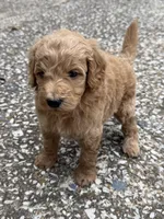 Joe, a male Goldendoodle for sale in Denison, TX – 9 of 9