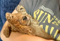 Dolly, a female Goldendoodle for sale in Denison, TX – 1 of 6