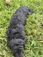 Jack, a male Goldendoodle for sale in Denison, TX – 6 of 6
