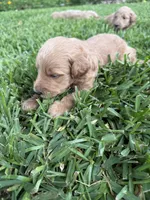 Jay, a male Goldendoodle for sale in Denison, TX – 3 of 5