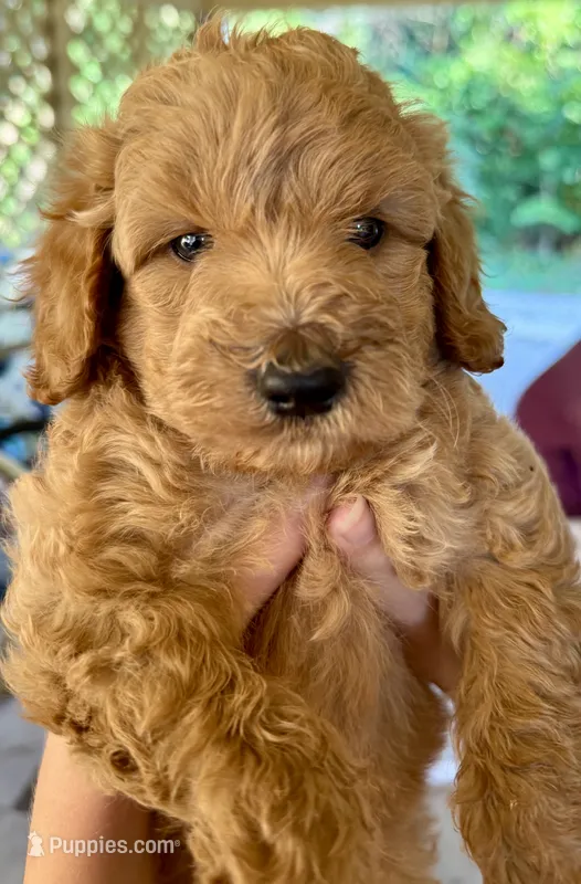 Joe – Goldendoodle puppy for sale in Denison, TX