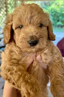 Joe, a male Goldendoodle for sale in Denison, TX – 1 of 9