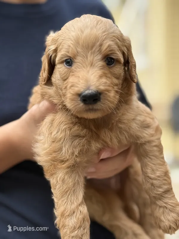 Jax – Goldendoodle puppy for sale in Denison, TX