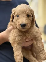Jax, a male Goldendoodle for sale in Denison, TX – 1 of 8