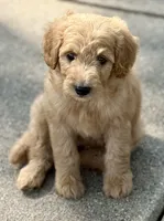 Jake, a male Goldendoodle for sale in Denison, TX – 8 of 10