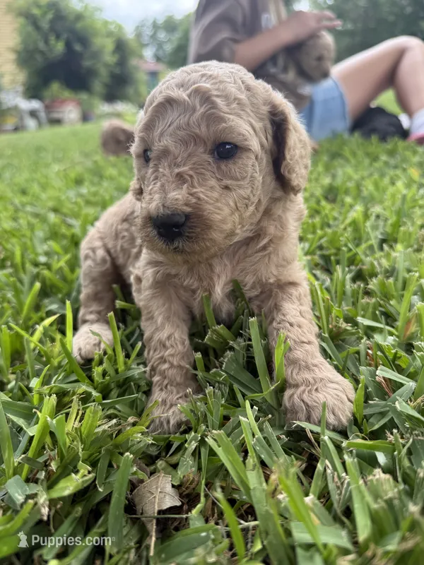 Sue – Goldendoodle puppy for sale in Denison, TX