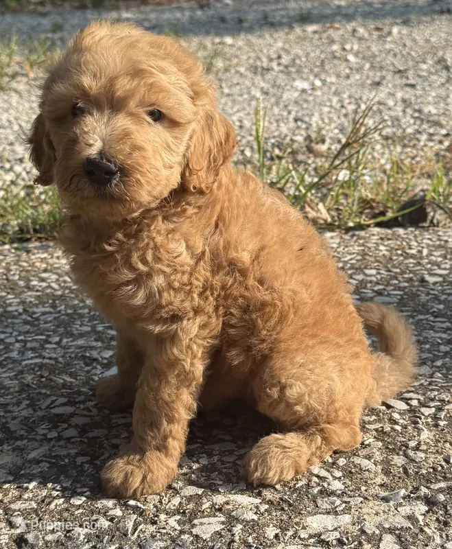 Dolly – Goldendoodle puppy for sale in Denison, TX