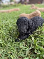 Jack, a male Goldendoodle for sale in Denison, TX – 3 of 6