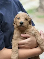 Jax, a male Goldendoodle for sale in Denison, TX – 2 of 8