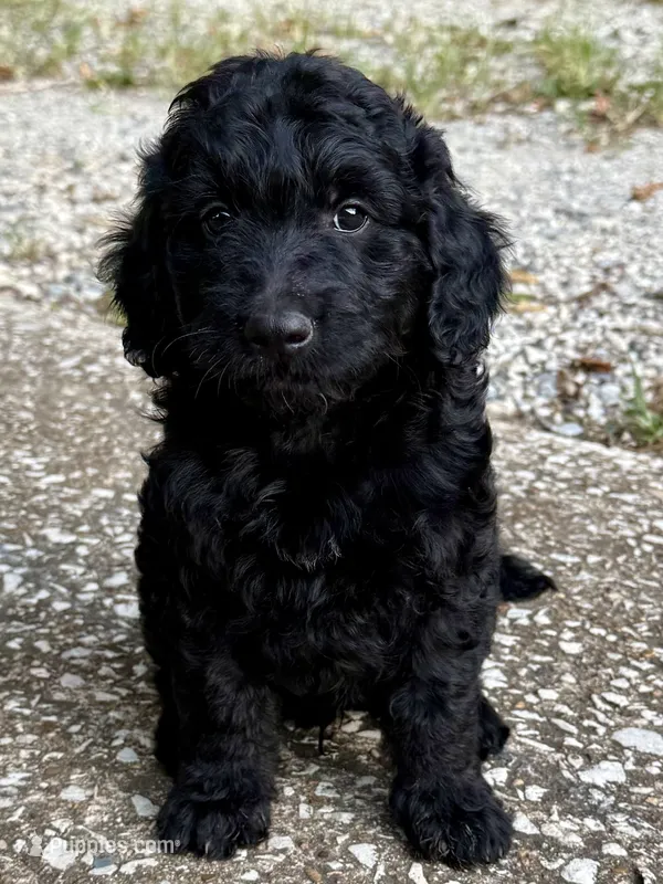Oliver – Goldendoodle puppy for sale in Denison, TX