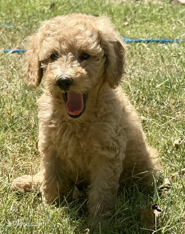 Sue – Goldendoodle puppy for sale in Denison, TX